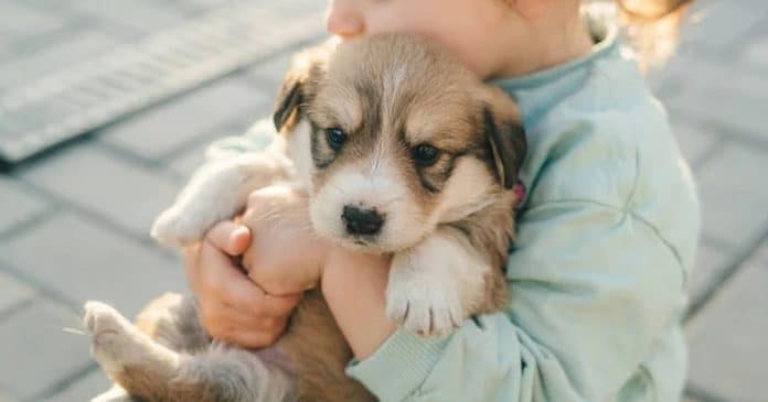 Menina de 5 anos ateia fogo em casa após pais devolverem filhotes de cachorros que ela encontrou na rua