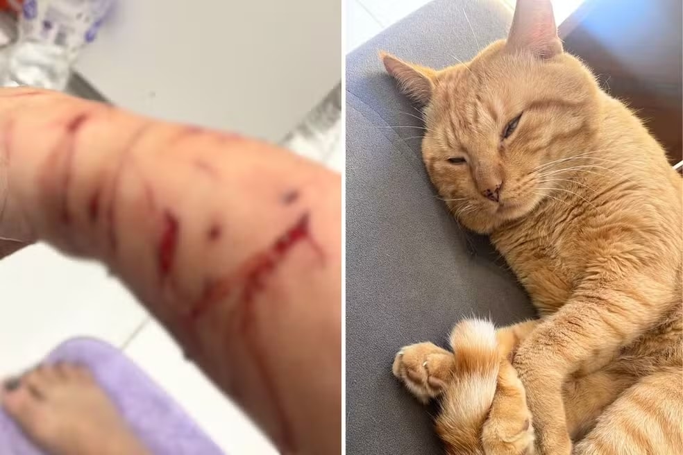 contioutra.com - Gato faz família 'refém' dentro de casa e é diagnosticado com transtorno de ansiedade