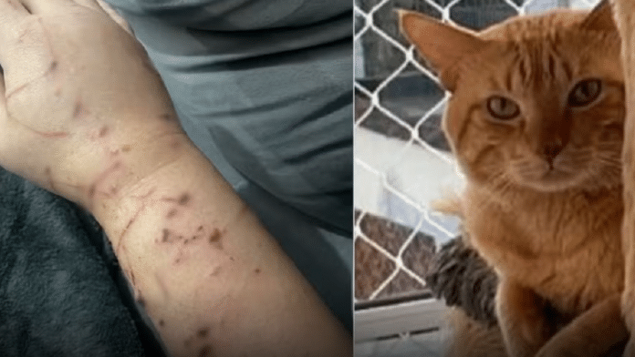 Gato faz família ‘refém’ dentro de casa e é diagnosticado com transtorno de ansiedade