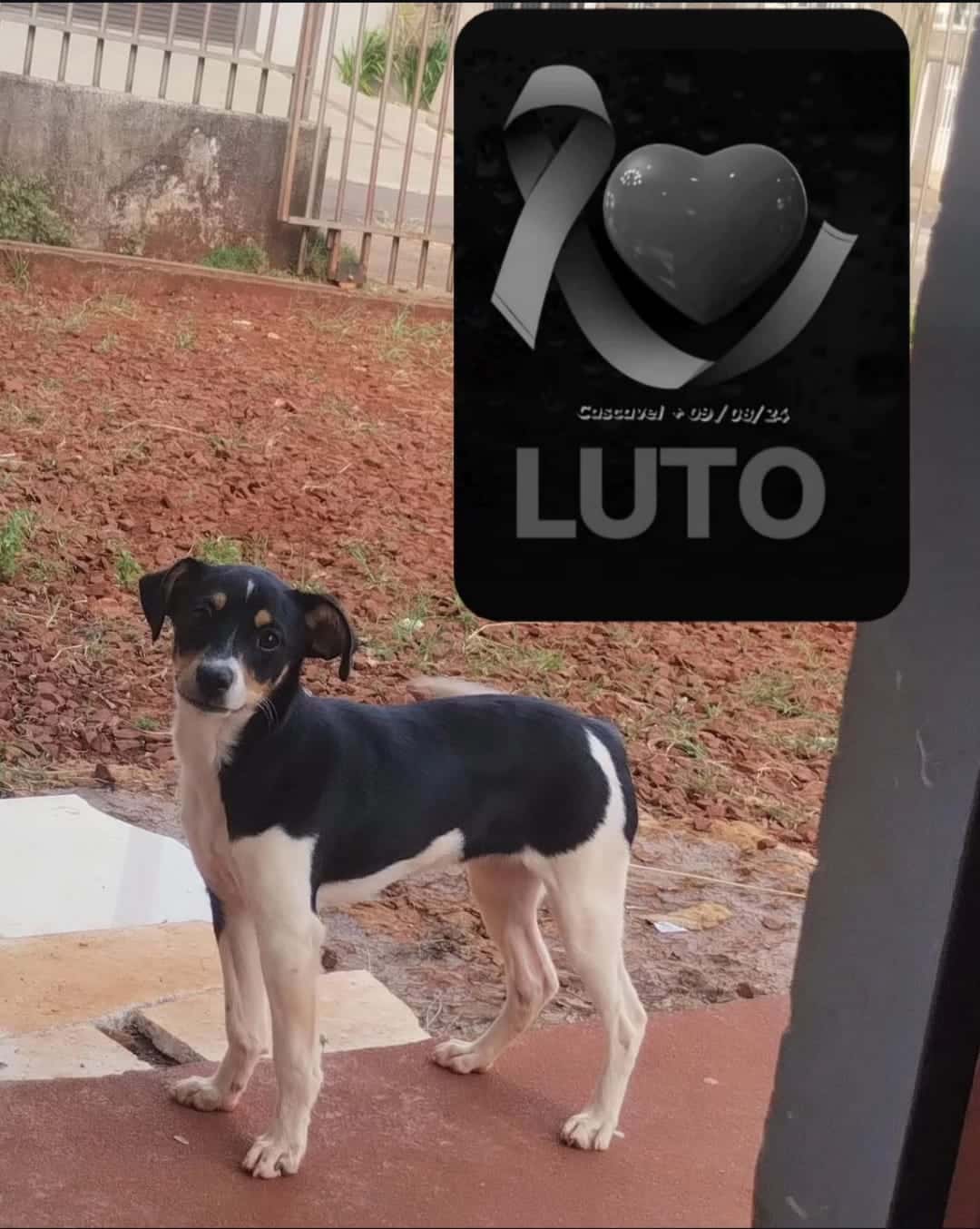 contioutra.com - Luna, a cachorrinha que estava a bordo no voo do acidente de Vinhedo