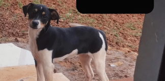 Luna, a cachorrinha que estava a bordo no voo do acidente de Vinhedo