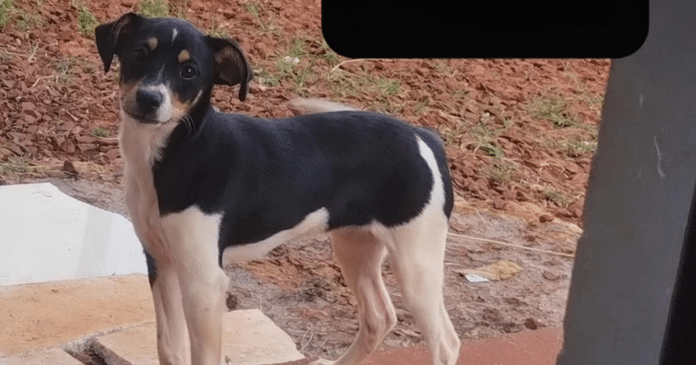 Luna, a cachorrinha que estava a bordo no voo do acidente de Vinhedo