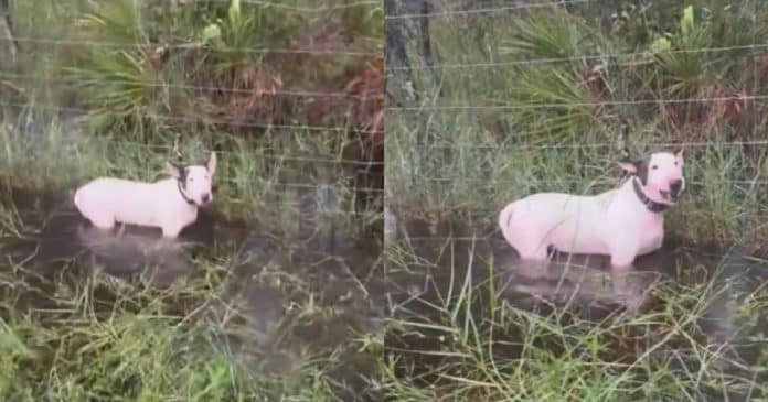 Homem que deixou cão amarrado a cerca durante o furacão Milton dá justificativa absurda para o ato