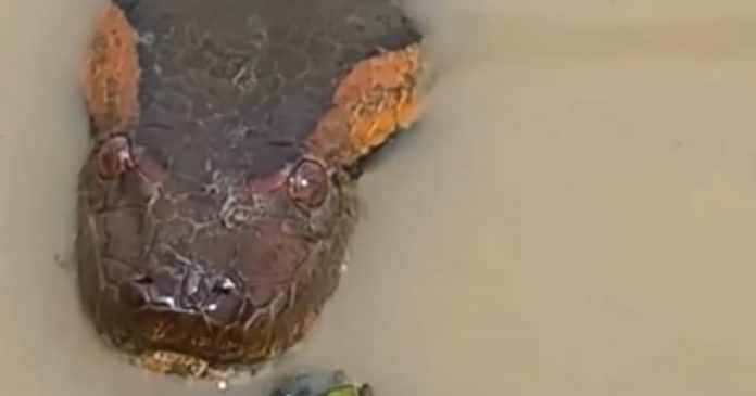 VÍDEO: Homem flagra cobra gigantesca em pântano e registro deixa usuários boquiabertos