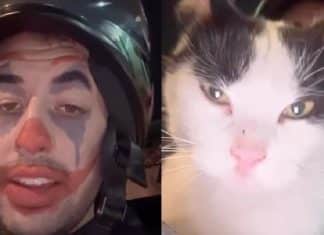 Motoboy aceita gato como pagamento de entrega e viraliza nas redes sociais