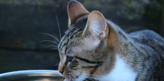 A importância da hidratação na rotina dos gatos