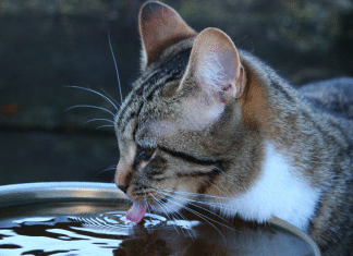 A importância da hidratação na rotina dos gatos