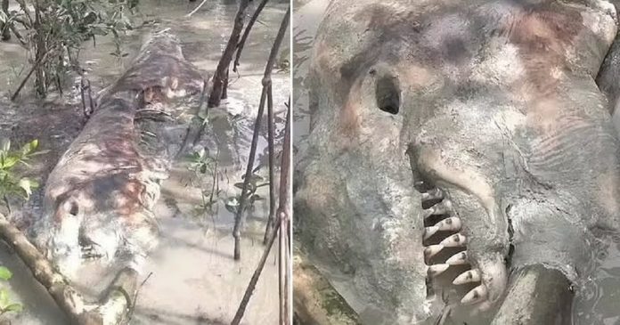 Pescadores se chocam ao descobrir restos mortais de criatura bizarra em pântano