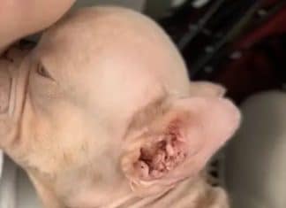 Cãozinho rosa confundido com bebê humano ganha nova chance ao ser resgatado de negligência