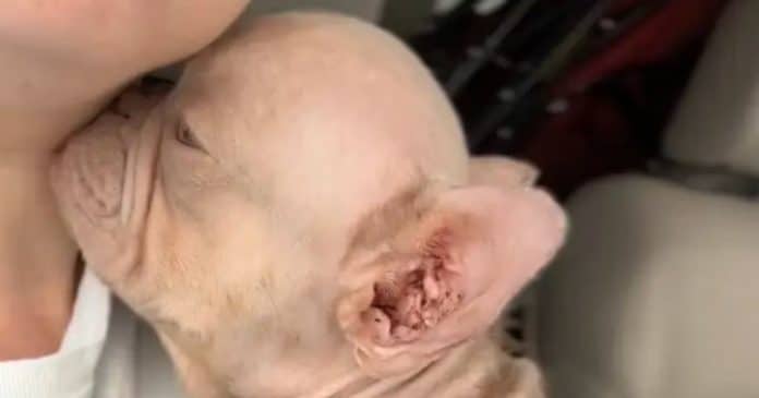 Cãozinho rosa confundido com bebê humano ganha nova chance ao ser resgatado de negligência